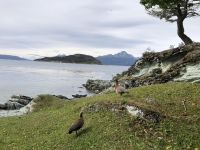 Ushuaia 