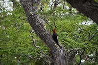 Woody Woodpecker 