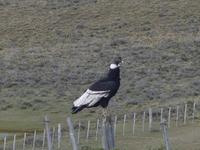 ein Kondor auf dem Weg nach Punta Arenas