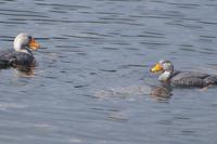 flugunfähige Enten