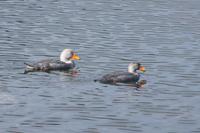 flugunfähige Enten