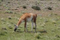 patagonischer Wind