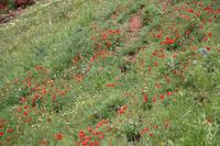Mohn im Kloster Noravank