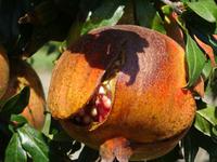 Göytschay: Granatapfel-Plantage