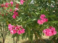 Gobustan Nationalpark