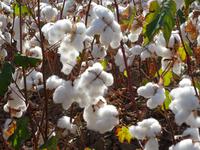 Unterwegs: Baumwollfeld