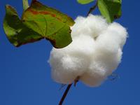 Unterwegs: Baumwolle