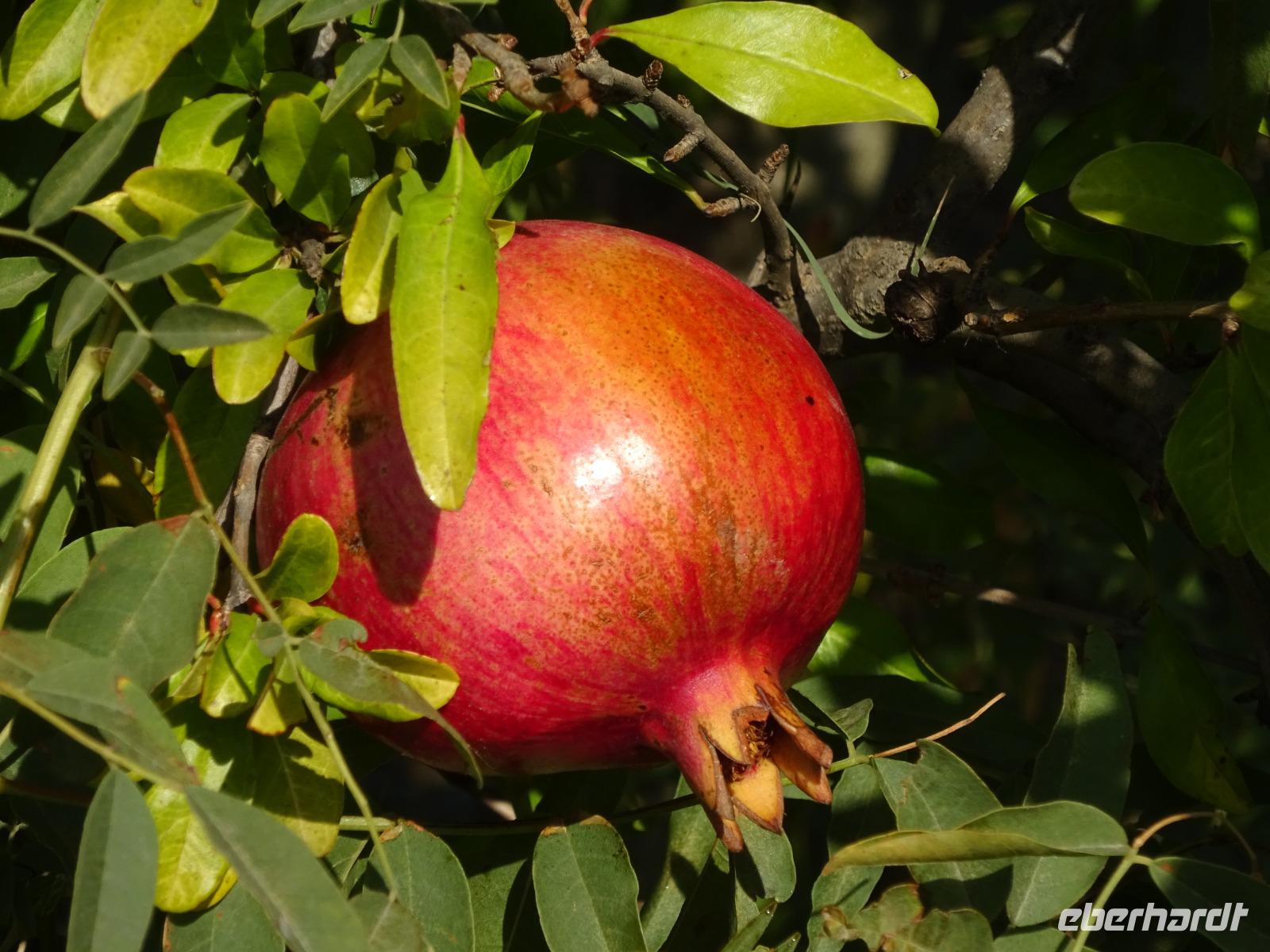 Unterwegs: Granatapfel