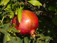 Unterwegs: Granatapfel