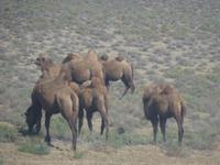 Unterwegs: Kamelherde