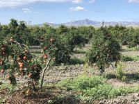 Granatapfel-Plantage