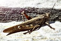 Heuschrecke in Qobustan &ndash; &copy; Simone Willner (Eberhardt TRAVEL)