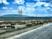 Als wir zu den Felsbildern fahren müssen wir den Schafen die Vorfahrt lassen &ndash; &copy; Simone Willner (Eberhardt TRAVEL)