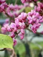 Blühender Judasbaum in Baku &ndash; &copy; Simone Willner (Eberhardt TRAVEL)