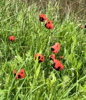 Mohnblumen im Tal des Diri Baba Mausoleums &ndash; &copy; Simone Willner (Eberhardt TRAVEL)
