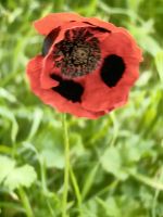 Schöne Mohnblume &ndash; &copy; Simone Willner (Eberhardt TRAVEL)