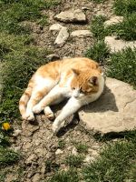 Katze sonnt sich &ndash; &copy; Simone Willner (Eberhardt TRAVEL)