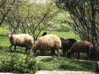 Schafe sind populär in Azerbaijan &ndash; &copy; Simone Willner (Eberhardt TRAVEL)