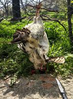 Am Abend gibt es vermutlich Huhn im Dorf &ndash; &copy; Simone Willner (Eberhardt TRAVEL)