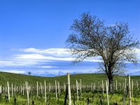 Weingut in Azerbaijan &ndash; &copy; Simone Willner (Eberhardt TRAVEL)