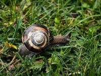 Weinbergschnecke in Lahic &ndash; &copy; Simone Willner (Eberhardt TRAVEL)
