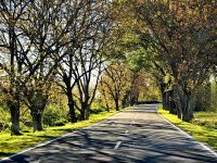 Allee in Azerbaijan &ndash; &copy; Simone Willner (Eberhardt TRAVEL)