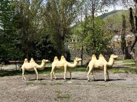 Kamele erinnern uns an Karawanen der Seidenstraße &ndash; &copy; Simone Willner (Eberhardt TRAVEL)