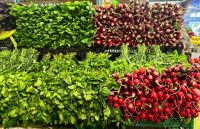 Radieschen und Kräuter, Yesil Bazar &ndash; &copy; Simone Willner (Eberhardt TRAVEL)