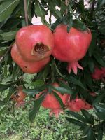 Granatapfel Frucht
