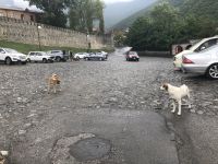 Streunende Hunde