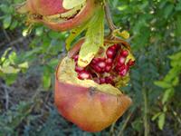 Unterwegs: Granatapfel