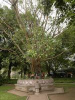 0070 Bodhi-Baum 