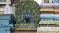 0082 Stadtrundfahrt Colombo - Hindu-Tempel