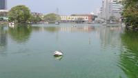 0095 Stadtrundfahrt Colombo - Wasser-Tempel - Pelikan