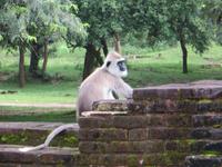 0302 Polonnaruwa