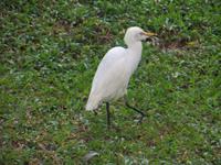 0337 Kuhreiher