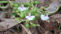 0349 Matale - Besuch des Gewürzgartens - Kardamonblüte und Früchte