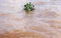 0383 Mekong- Wasserhiazynthe.jpg