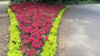 0385 Kandy - Botanischer Garten - Weihnachtssterne