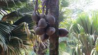 0397 Kandy - Botanischer Garten -
