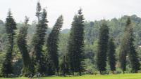 0400 Kandy - Im Botanischer Garten -