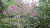 0412 Kandy - Im Botanischer Garten -