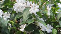 0415 Kandy - Im Botanischer Garten -