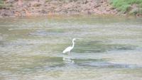 0478 Punawela - Elefanten-Waisenhaus Der Fluss - Reiher
