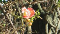 0536  Kandy - Blüte