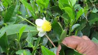 0581 Fahrt nach Nuwara Eliya - Teeplantage - Teeblüte