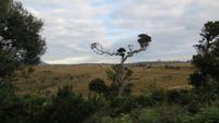0666 Ausflug in den NP Horten Plains -