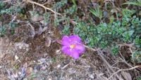 0669 Ausflug in den NP Horten Plains -
