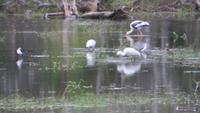 0720 Im Yala-Nationalpark - Reiher