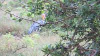 0727 Im Yala-Nationalpark - Marabu
